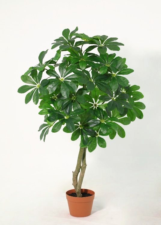 Umbrella Plant, a potted plant, 120 cm overall, photographed on a plain pale ground