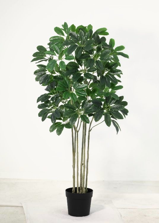 Umbrella Plant, a potted plant, 165 cm overall, photographed on a plain pale ground