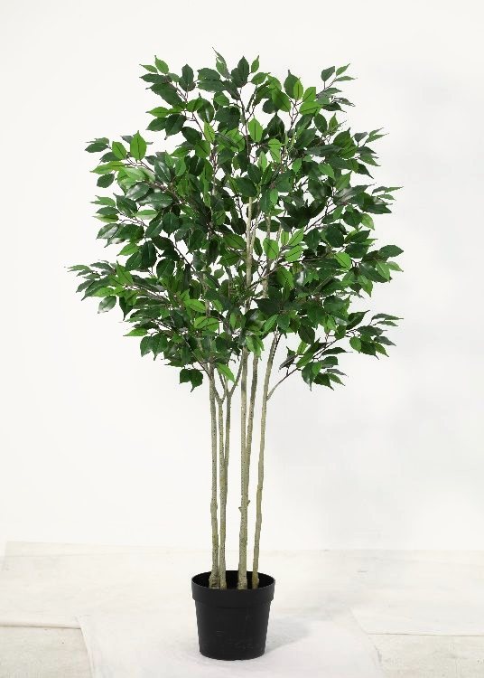 Weeping Fig, a floor-standing tree, 173 cm overall, photographed on a plain pale ground
