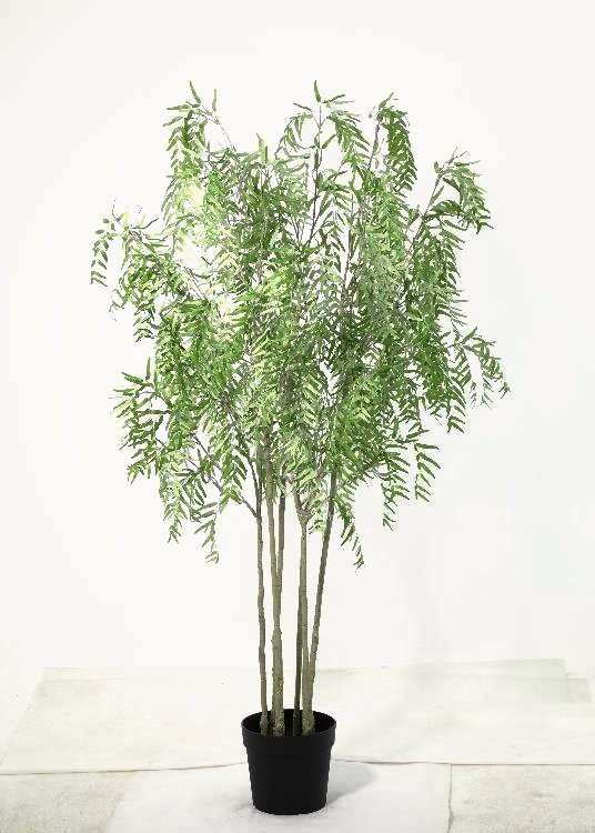 Willow, a floor-standing tree, 180 cm overall, photographed on a plain pale ground
