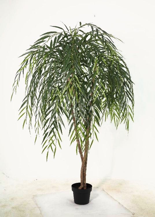 Willow, a floor-standing tree, 180 cm overall, photographed on a plain pale ground